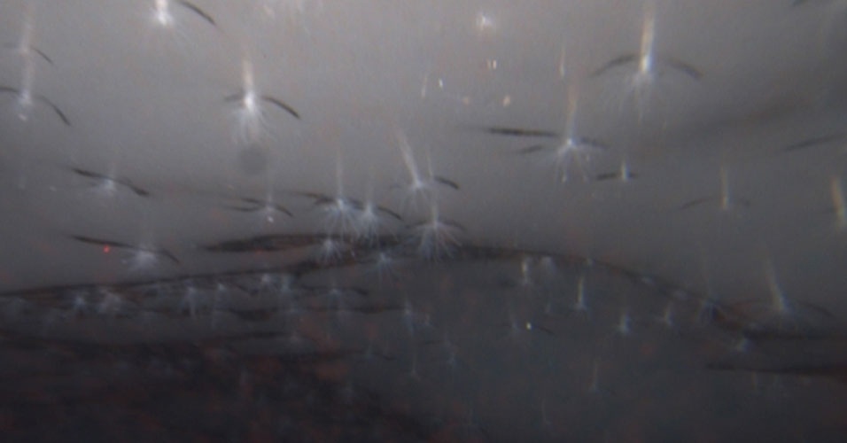 23.mai.2014 - A primeira anêmona do mar que vive no gelo ("Edwardsiella andrillae") foi fotografada sob uma geleira na Antártida