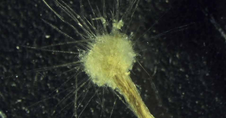 23.mai.2014 - Dentre as criaturas unicelulares, essa ameba que tem entre 4 e 5 cm é considerada gigante ("Spiculosiphon oceana"). Vinda do Mediterrâneo, ela se alimenta de invertebrados