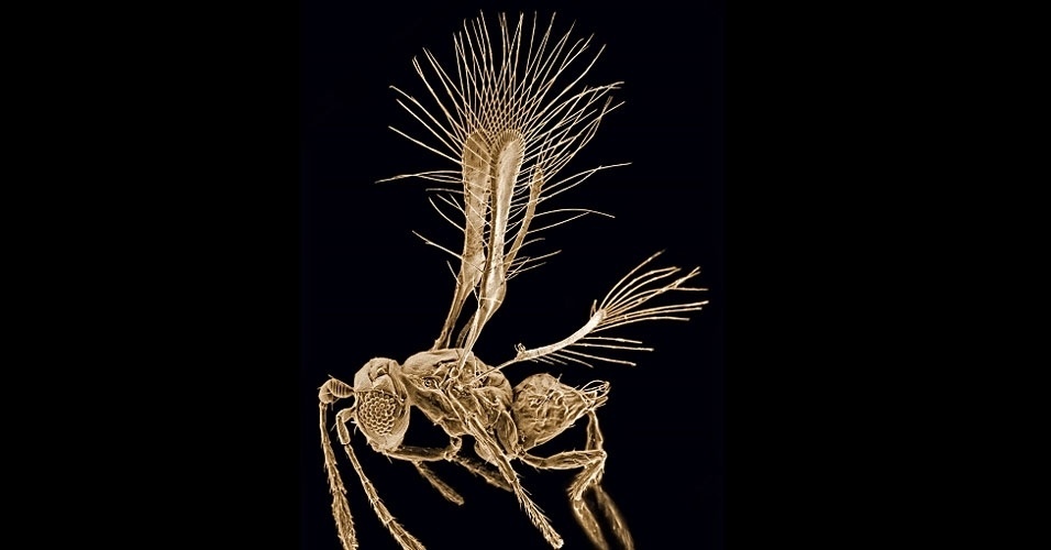 23.mai.2014 - Descoberta na Costa Rica, essa nova vespa parasitoide teve seu nome - "Tinkerbella nana" - inspirado na personagem que acompanha Peter Pan, Tinkerbell (ou Sininho)