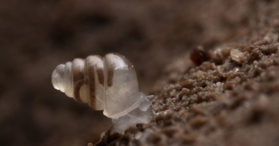 23.mai.2014 - Encontrado em cavernas a 900 metros do solo, na Croácia, esse caracol ("Zospeum tholussum") não tem pigmento em sua concha e nos olhos. Ele rasteja alguns milímetros por semana