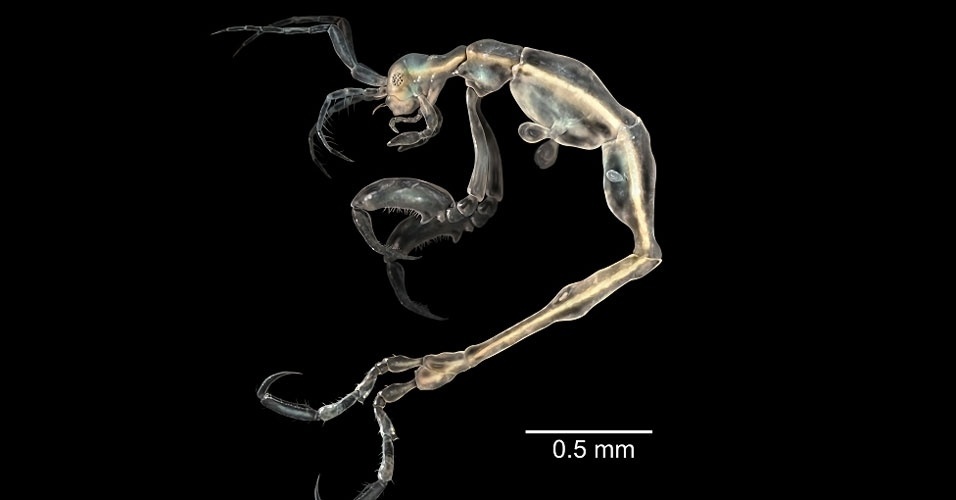 23.mai.2014 - Translúcido, esse novo camarão ("Liropus minusculus") é o menor de seu gênero e vive nas águas da ensolarada Califórnia