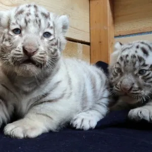 Filhotes de tigre-de-bengala são apresentados em zoo da Áustria ...