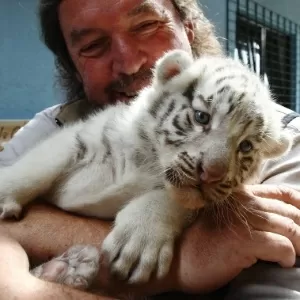 Filhotes de tigre ameaçado de extinção nascem em zoo de Moscou