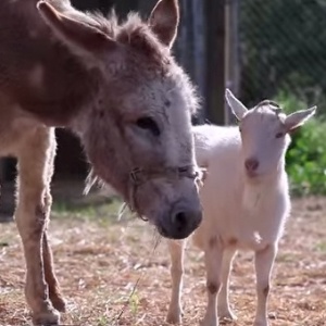 Com ajuda de uma ONG de resgate de animais, os amigos Mister G e Jellybean se reencontraram  - Reprodução/YouTube