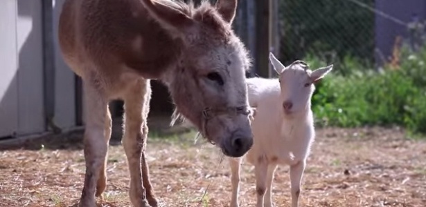 O GABS É MUITO BURRO!!!!!!!!! 