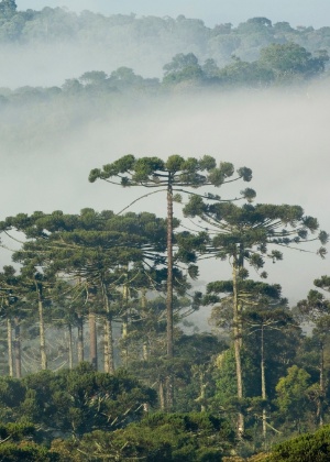 Florestas estão encolhendo mais rapidamente no Brasil, na Indonésia e na Nigéria, segundo a FAO - Zig Koch/ ACervoFundaçãoGrupoBoticario