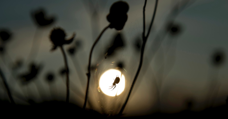 2.jun.2014 - Uma aranha paira em sua teia durante o pôr do sol em Kreuth, na Alemanha