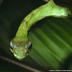 Sabe que cobra é essa? Bem, não é uma cobra. É uma lagarta