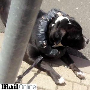 O cão da raça staffordshire terrier usava uma coleira feita de tijolos amarrados com fita adesiva preta - Reprodução/Daily Mail