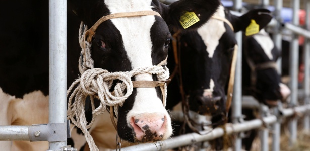 4.jun.2014 - Vacas participam de exposição agrícola na capital da Bielorússia - Vasily Fedosenki/ Reuters