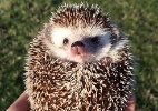 Ouriço Biddy faz sucesso no Instagram com fotos de suas viagens - Reprodução/biddythehedgehog/Instagram