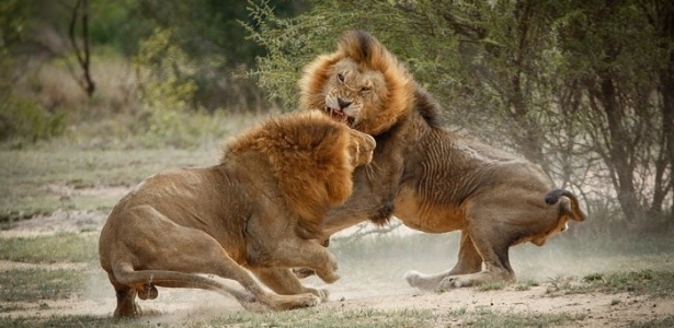 Os leões são alguns dos animais que praticam o infanticídio com o objetivo de dar continuidade aos seus genes - Reprodução/Facebook/Londolozi Game Reserve