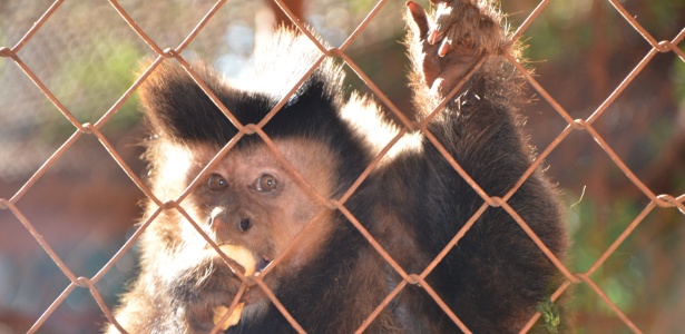 Macaco-prego come banana no Zoo de Sumaré (SP); espécie é controlada pelo Ibama e não poderá permanecer no zoológico da cidade do interior paulista, que não atende às especificações do órgão - Divulgação/Zoo de Sumaré