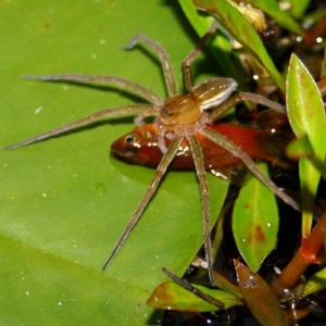 Uma aranha pescadora (Dolomedes facetus) captura um peixe em uma lagoa de jardim em Brisbane, na Austrália - Peter Liley/ Reuters