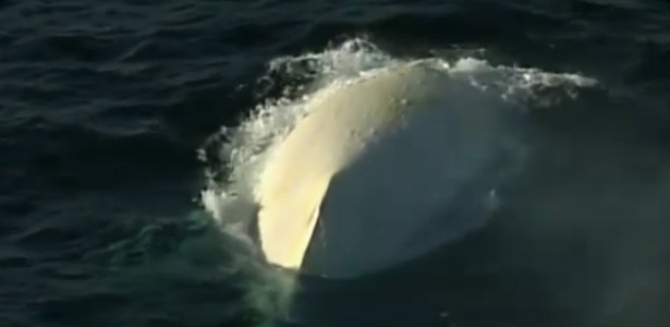 Exemplar raro de baleia-jubarte branca é avistado na costa de Sydney. Observadores acreditam que esse possa ser o espécime conhecido como "Migaloo", um animal albino que foi visto pela primeira vez em 1991 - Reprodução/CNN