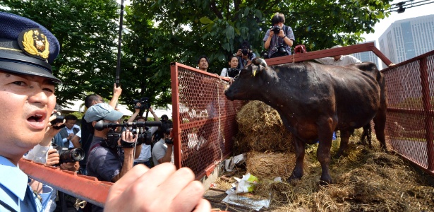 Manifestantes de ONG levam uma "vaca "radioativa" da região de Fukushima até o Ministério da Agricultura - Kazuhiro Nogi/AFP