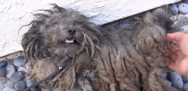 Abandonado por seus donos, o cão Theo foi resgatado e agora aguarda ser adotado - Reprodução/YouTube