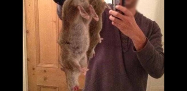Gato Ninja: Rato gigante, do tamanho de um cão encontrado em Nova York