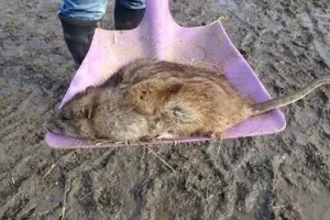 Rato gigante que caiu do céu é uma nova espécie