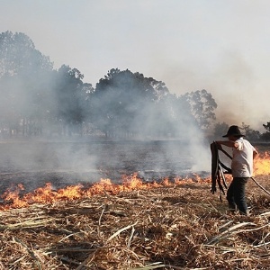 25.jun.2014 - Funcionário de fazenda tenta controlar queimada em Ribeirão Preto (SP) - Edson Silva/Folhapress