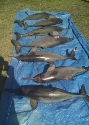 Sete golfinhos são encontrados mortos no litoral sul de São Paulo; eles se afogaram ao tentar se soltar de redes de pesca - Thiago Nascimento/Aquário Municipal de Peruíbe