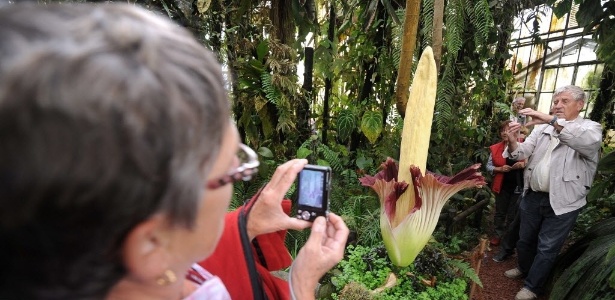 Milhares de curiosos enfrentaram filas para visitar a rara e enorme planta conhecida como flor-cadáver - Jean-Sebastien Evrard/AFP