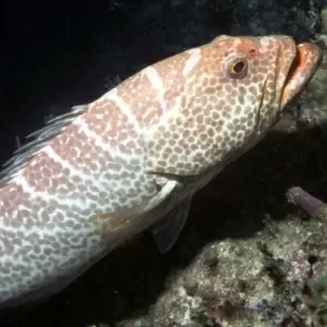 EUA adicionam peixe esturjão-chinês à lista de animais ameaçados