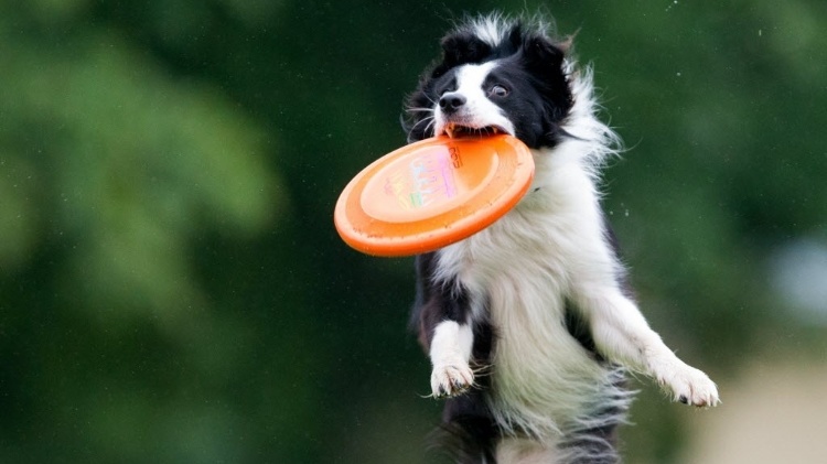 Cachorro da raça border Collie pega disco de frisbee no ar durante competição Cachorro da raça border Collie pega disco de frisbee no ar durante competição