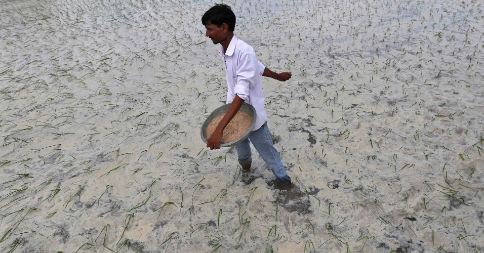 9.jul.2014 - Um fazendeiro espalha fertilizante em um campo de arroz, na cidade de Ahmedabad, na Índia