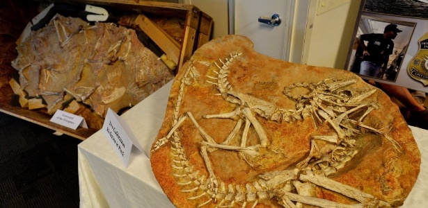 10.jul.2014 - Fósseis de quase 18 dinossauros, originais da Mongólia, foram encontrados nesta quinta-feira em Nova York. Segundo autoridades, os fósseis chegaram ilegalmente aos Estados Unidos  - Justin Lane/EFE