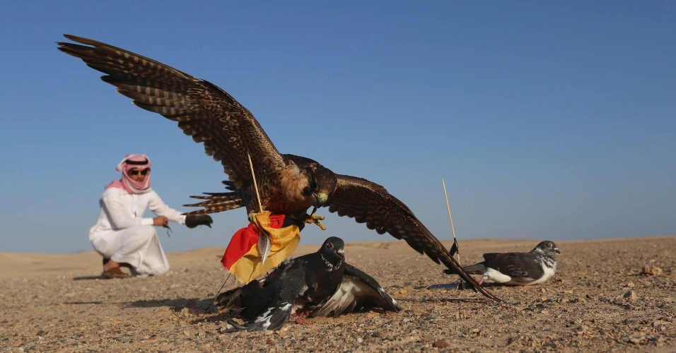 11.jul.2014 - Falcão tenta pegar pombo e prevê vitória da Alemanha na Copa do Mundo 2014, em Tabuk, na Arábia Saudita