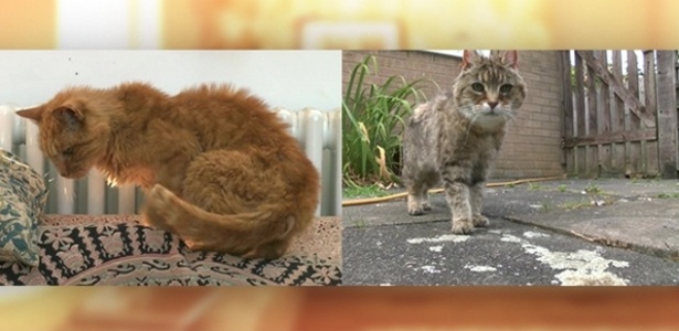 As gatas Maddy (esq), 24, e Pink (dir), 28, disputam o título de gato mais velho do mundo - Arte UOL/BBC