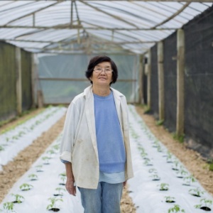 A agricultora Massue Shirazawa, 71, no local em que produz tomates orgânicos - Leonardo Soares/UOL