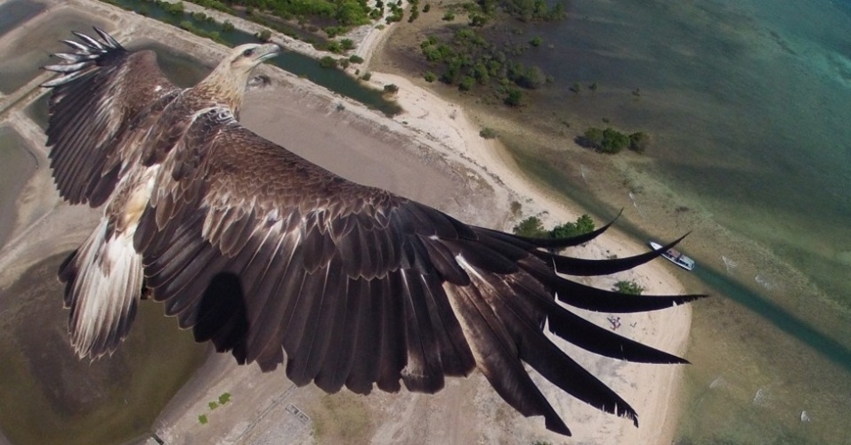 Um novo concurso de fotografia promovido pela National Geographic reuniu imagens deslumbrantes registradas por drones - veículos aéreos não tripulados. A foto que venceu a competição retrata o voo de uma águia sobre o parque nacional Barat, em Bali, na Indonésia