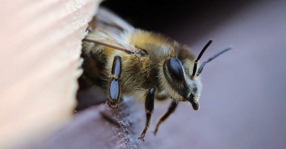 21.jul.2014 - Uma abelha sai de uma colmeia no telhado da sede da polícia em Mainz, na Alemanha