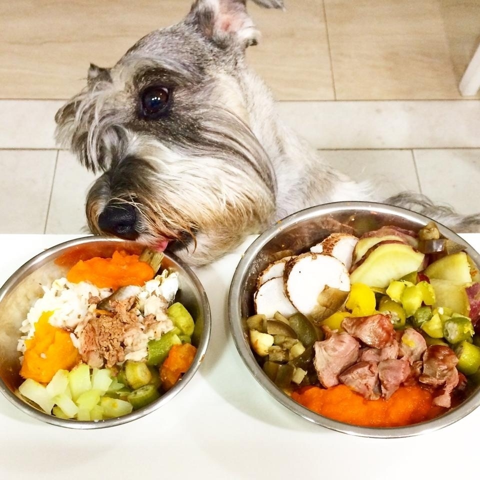 Alimentos nutritivos para cachorros Clearance