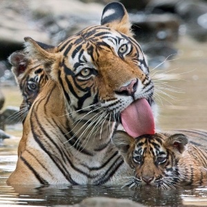 Fotos Fotografo Consegue Imagens Raras De Tigre De Bengala Com Filhotes 24 07 2014 Uol Noticias