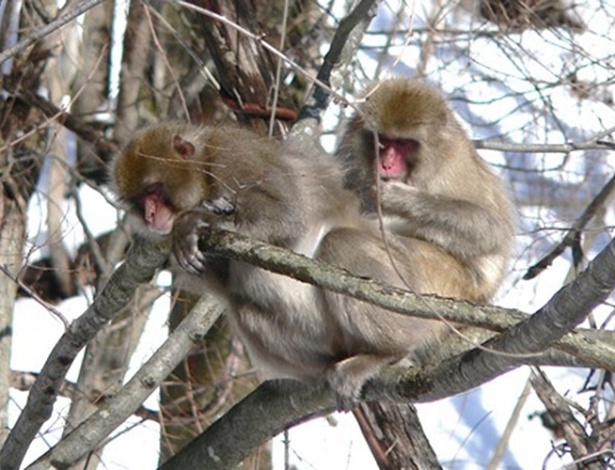 Macaco selvagem japonês em Fukushima - F. Konno/Nature