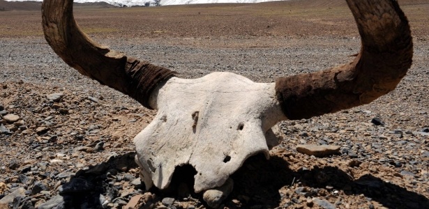 Carcaça de animal é vista no tibete, que sofre com os efeitos do aquecimento global - Tang Zhaoming/Xinhua