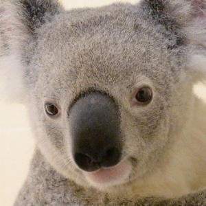 Um coala conseguiu sobreviver a um atropelamento na Austrália após se agarrar ao teto de um carro - AFP