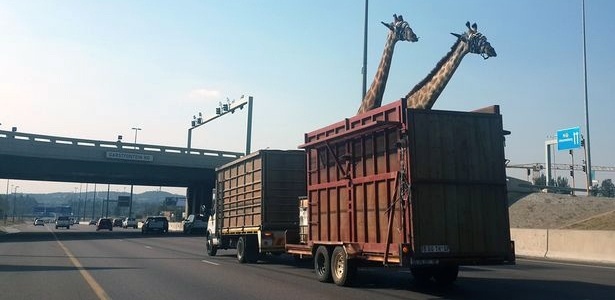 Imagem mostra as girafas no caminhão momentos antes de passarem pela ponte - Reprodução/Mirror