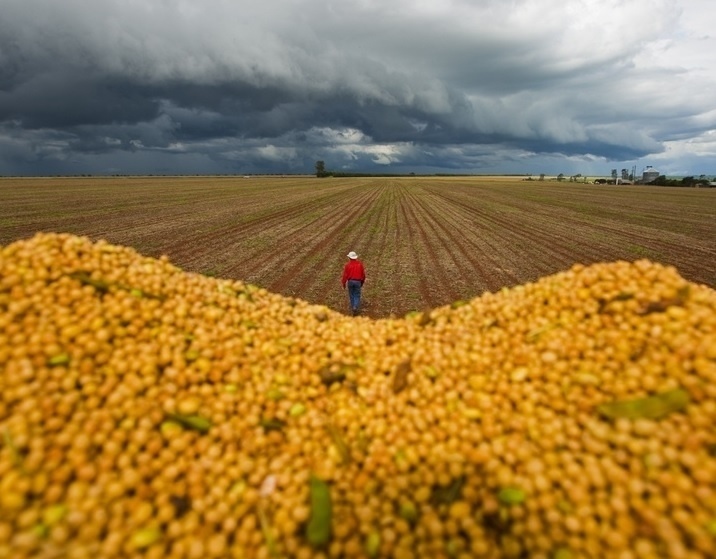 mídia indoor, TV, wap, celular, soja, grão, safra, agricultura, campo, rural, agricultor - Marcelo Justo/Folha Imagem