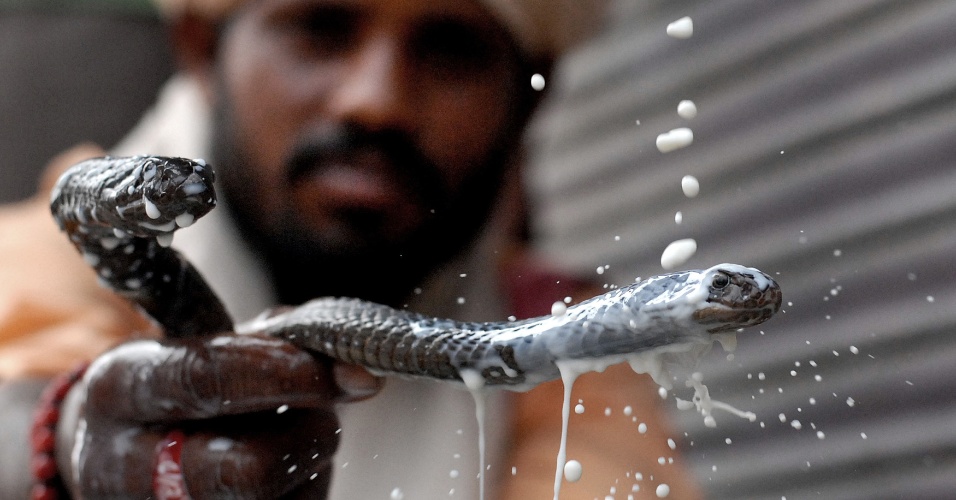 1º.ago.2014 - Um encantador de serpentes derruba leite em suas cobras durante o festival "Naag Panchami", em Jalandhar, na Índia