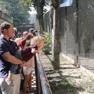 Funcionário de zoológico é mordido por tigre e morre de ataque cardíaco  horas depois - Hora 7 - R7 Hora 7