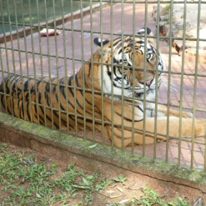 Tigre Hu voltou na última segunda-feira (4) à área de visitação do zoológico de Cascavel - Prefeitura de Cascavel
