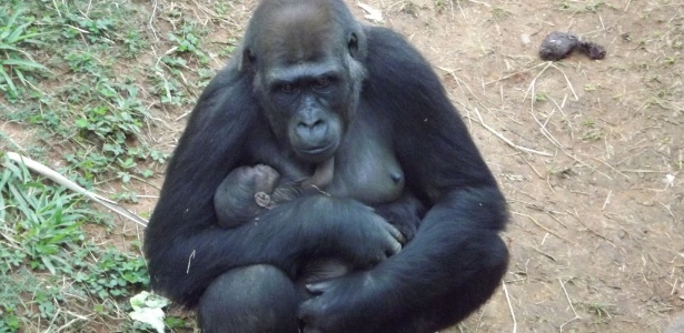 A gorila Lou Lou deu à luz o primeiro gorila nascido em cativeiro na América do Sul: Sawidi - Fundação Zoo-botânica de Belo Horizonte  - 5.ago.2014
