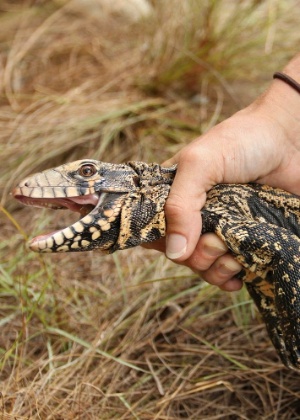 Um teiú --lagarto preto-e-branco argentino-- é capturado em uma das áreas preservadas da Flórida, nos Estados Unidos. Originária da América do Sul, a espécie é considerada pelos biólogos uma das invasoras mais problemáticas dos Everglades (EUA)   - Rachel Nuwer/The New York Times