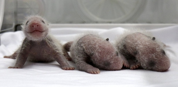 O nascimento dos três pandas é visto como um milagre, devido à baixa taxa de reprodução da espécie  - China Daily/Reuters