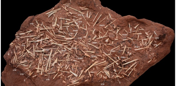 Pesquisadores brasileiros identificaram um conjunto de fósseis de 47 pterossauros - Reprodução/Plos One
