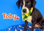 Com Tinder, iniciativa brasileira procura lares para cães abandonados - Divulgação